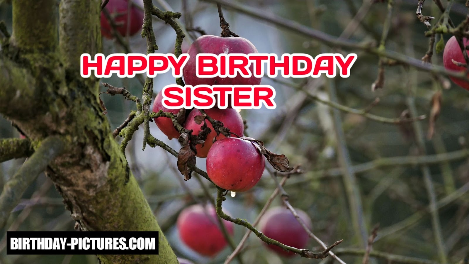 Happy Birthday Sister Wallpaper - Chickasaw Plum - HD Wallpaper 