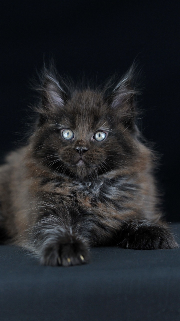 Iphone Wallpapers Percuma - دانلود تصویر زمینه اپل - HD Wallpaper 