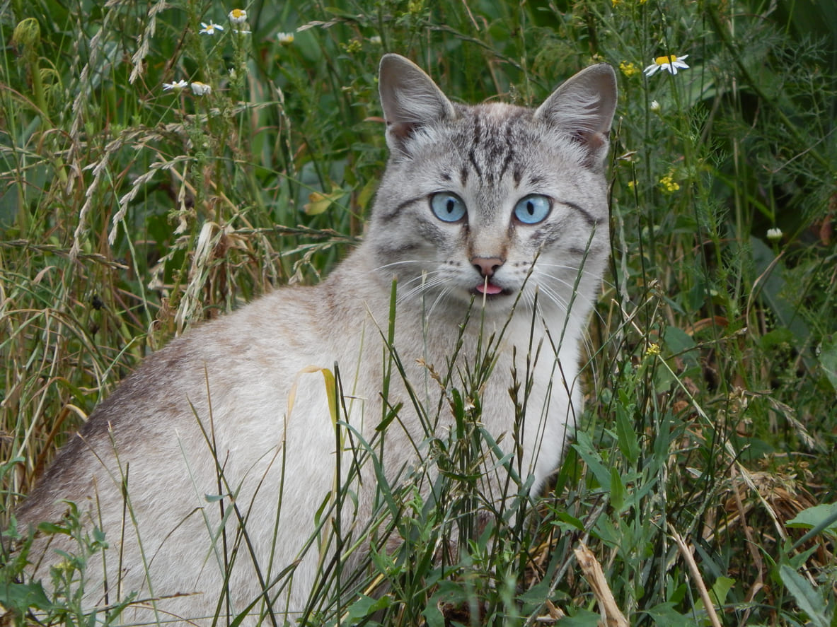 Istock 503670355 %281%29 - Domestic Short-haired Cat - HD Wallpaper 