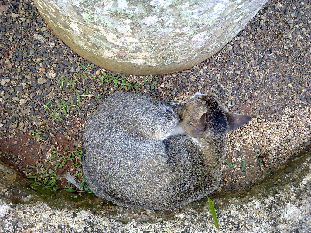 Grey Squirrel - HD Wallpaper 