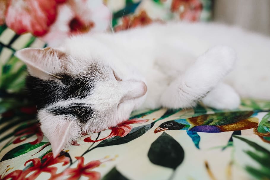 Essential Element To Support A Wall Unit - Domestic Short-haired Cat - HD Wallpaper 