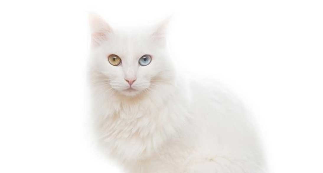 Khao Manee - HD Wallpaper 