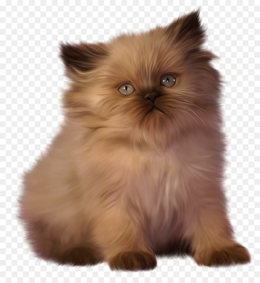 Kucing, Inggris Shorthair, Desktop Wallpaper Gambar - Ragdoll Himalayan Persian Cat - HD Wallpaper 