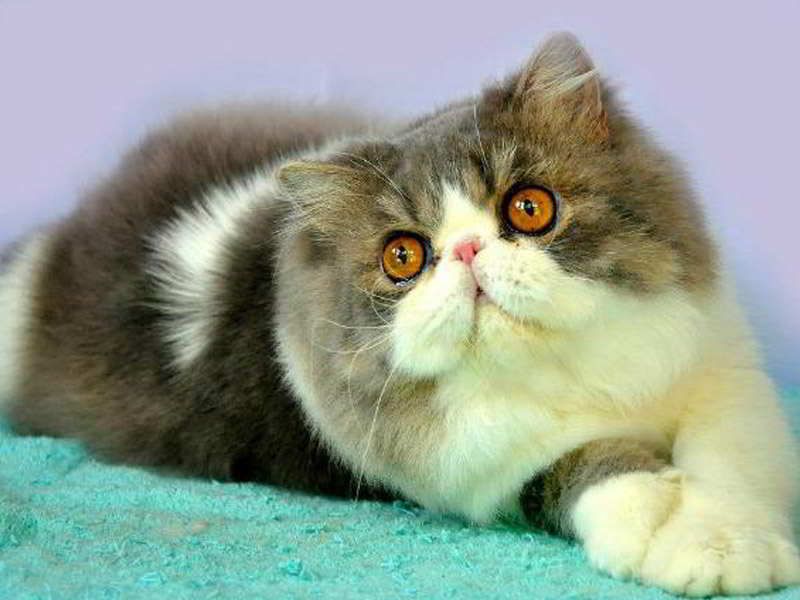 Persian Cat Peaknose - HD Wallpaper 