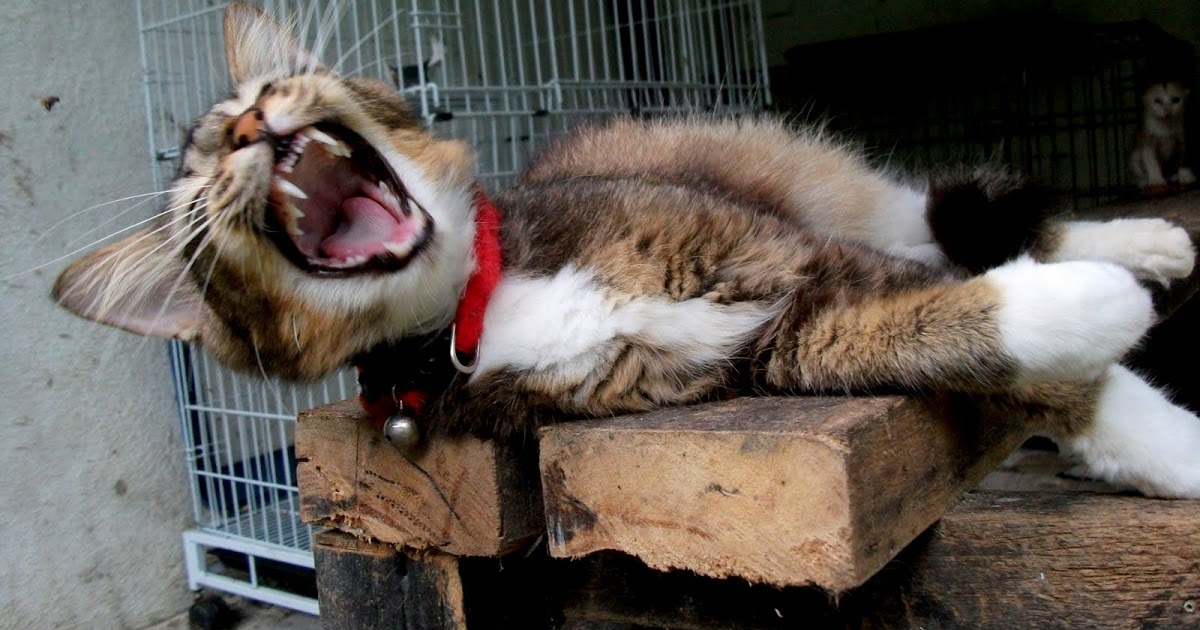 Cat Yawns - HD Wallpaper 
