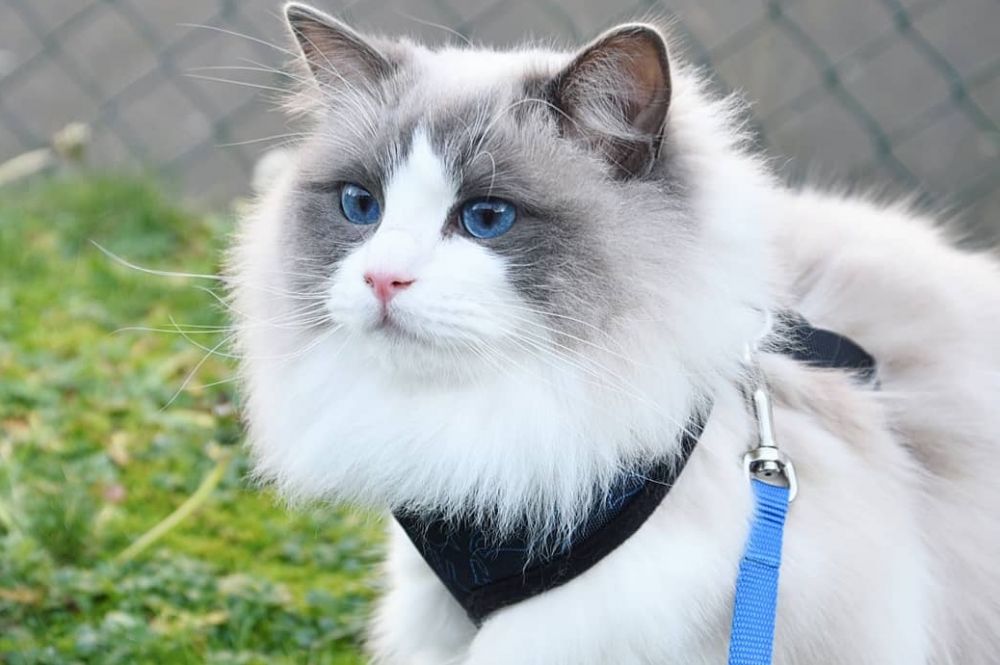 Mengenal Ragdoll, Ras Kucing Cantik Fluffy Bermata - Kucing Putih Mata Biru - HD Wallpaper 
