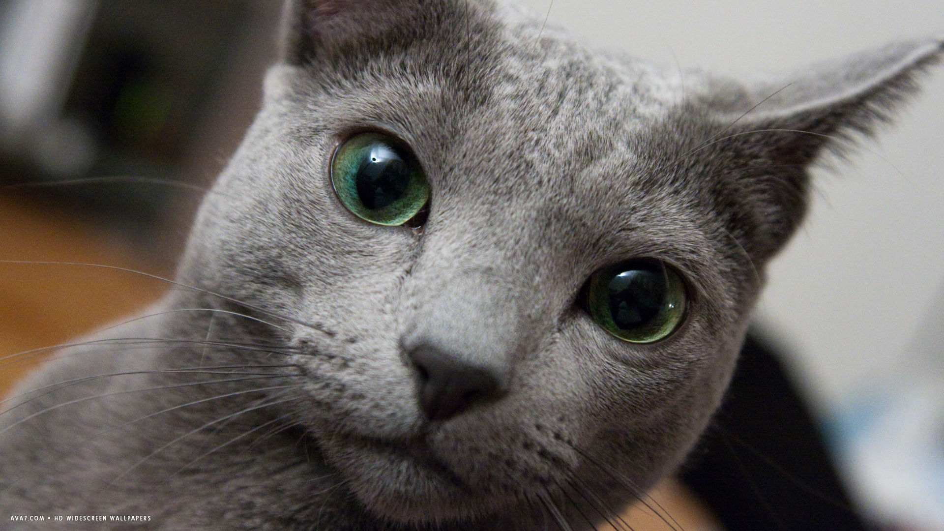Big Green Eyes Russian Blue Hd - Russian Blue Cat Cute - HD Wallpaper 