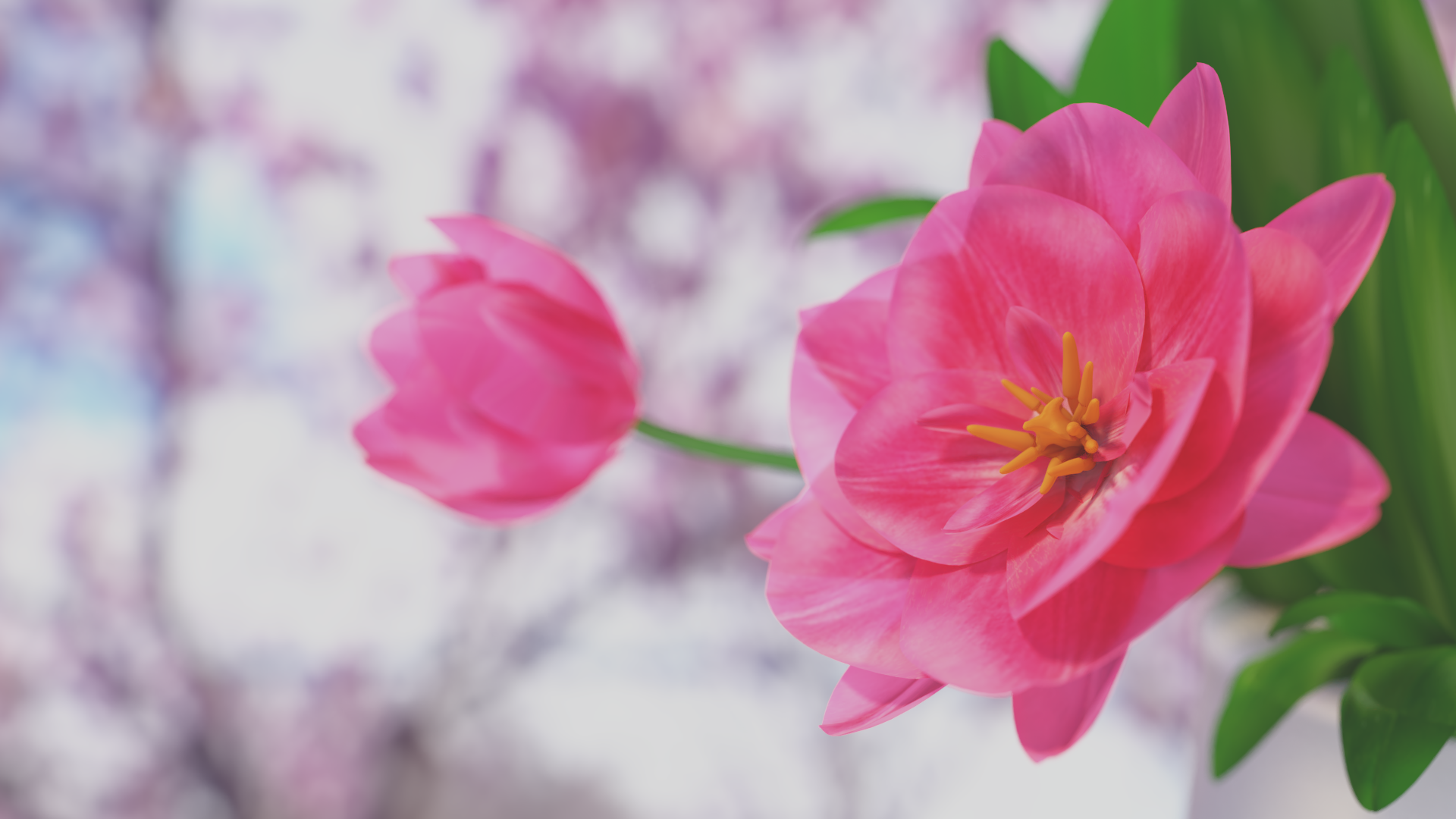 Close-up - HD Wallpaper 