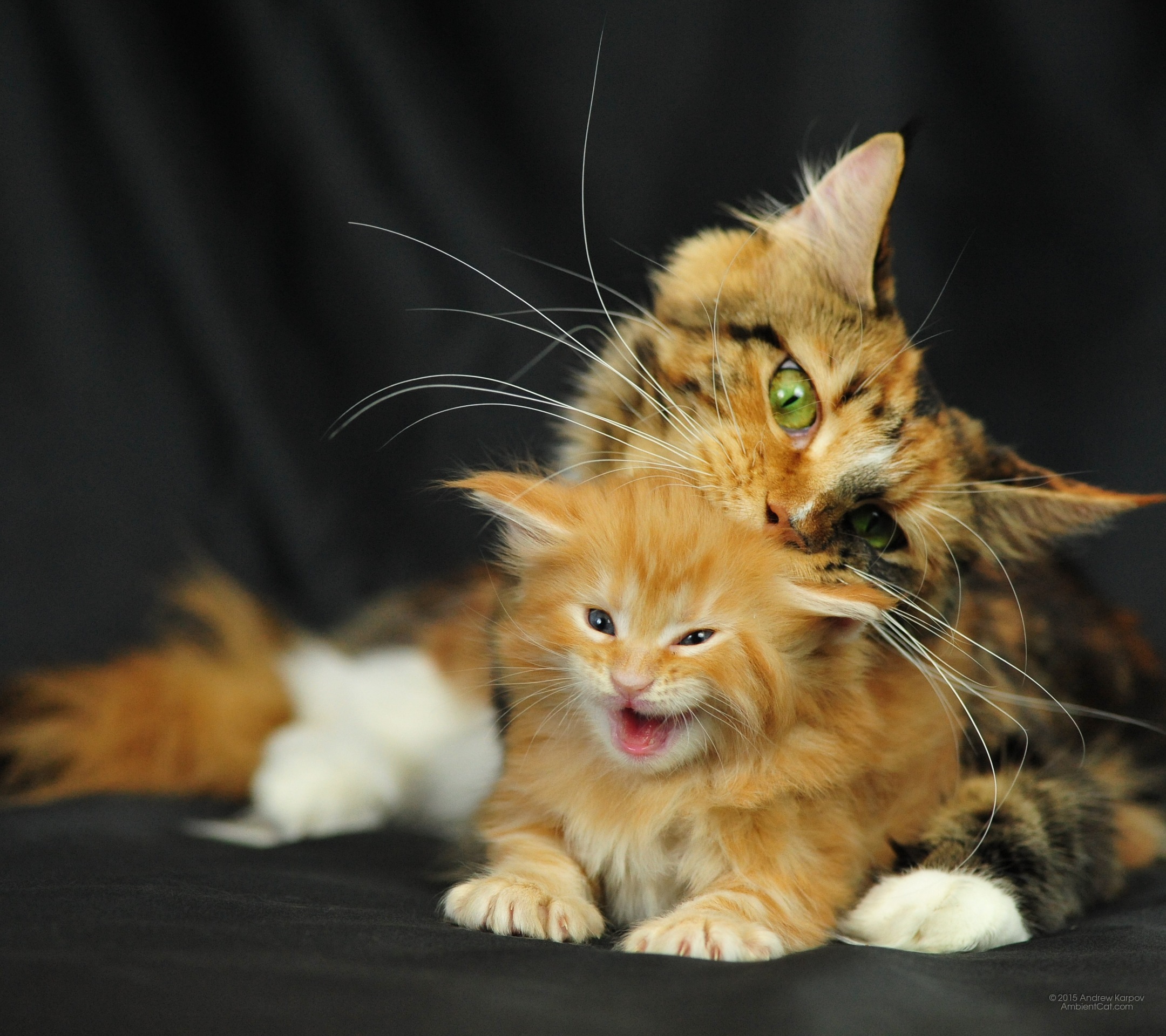 Anak Kucing Dan Kucing Lucu - Maine Coon Cats Hd - HD Wallpaper 