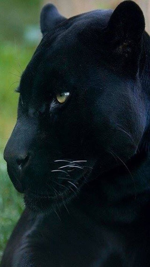 Wallpaper Iphone Kucing 02 - Black Animal That Looks Like A Cat - HD Wallpaper 