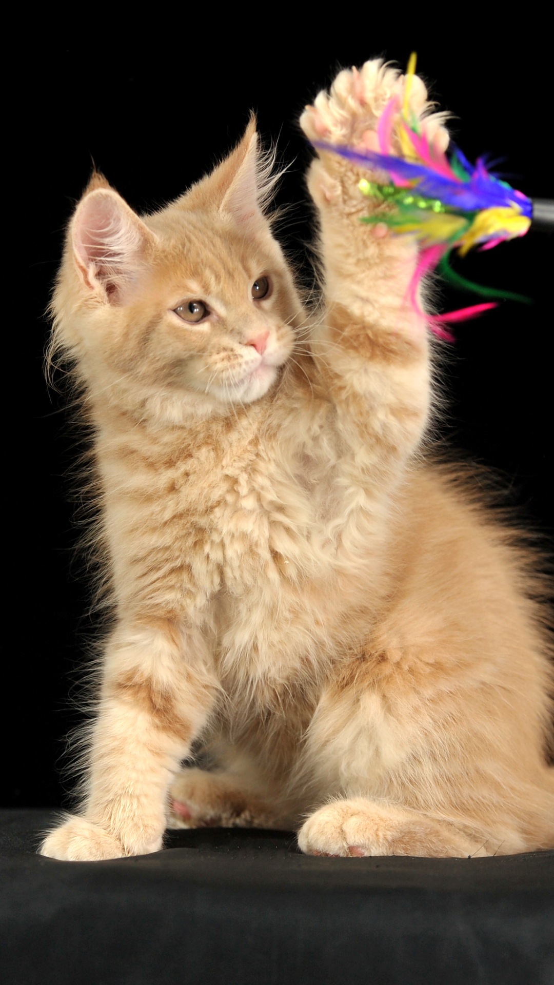 Imej Untuk Wallpaper Desktop - Fondos De Pantalla Para J5 De Animales - HD Wallpaper 