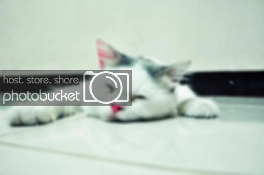 Wallpaper Kucing Anggora Persia Bergerak - HD Wallpaper 