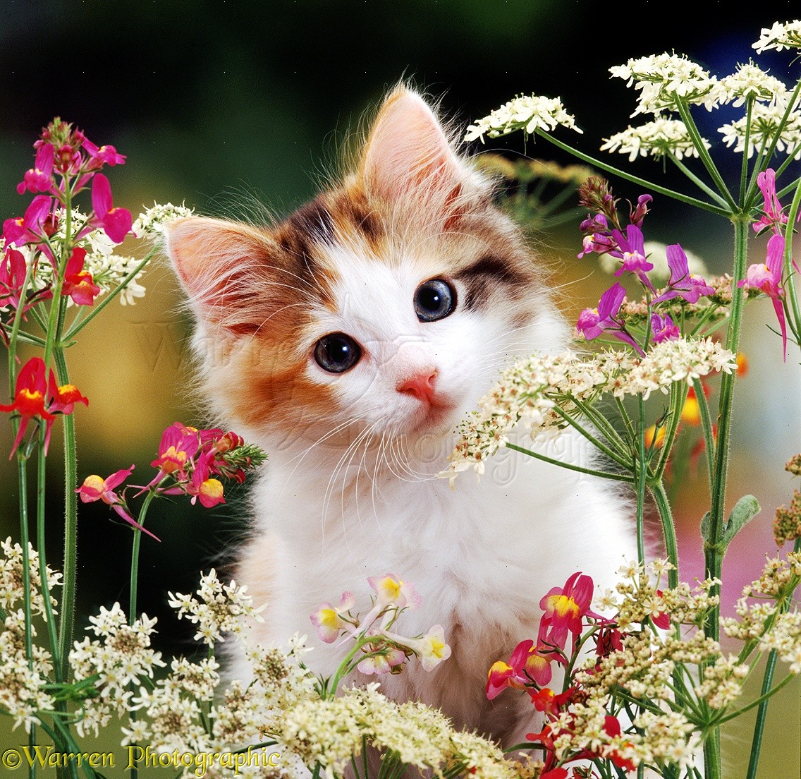 Cute Anak Kucing With Bunga - Resimli Iyi Akşamlar Mesajları - HD Wallpaper 