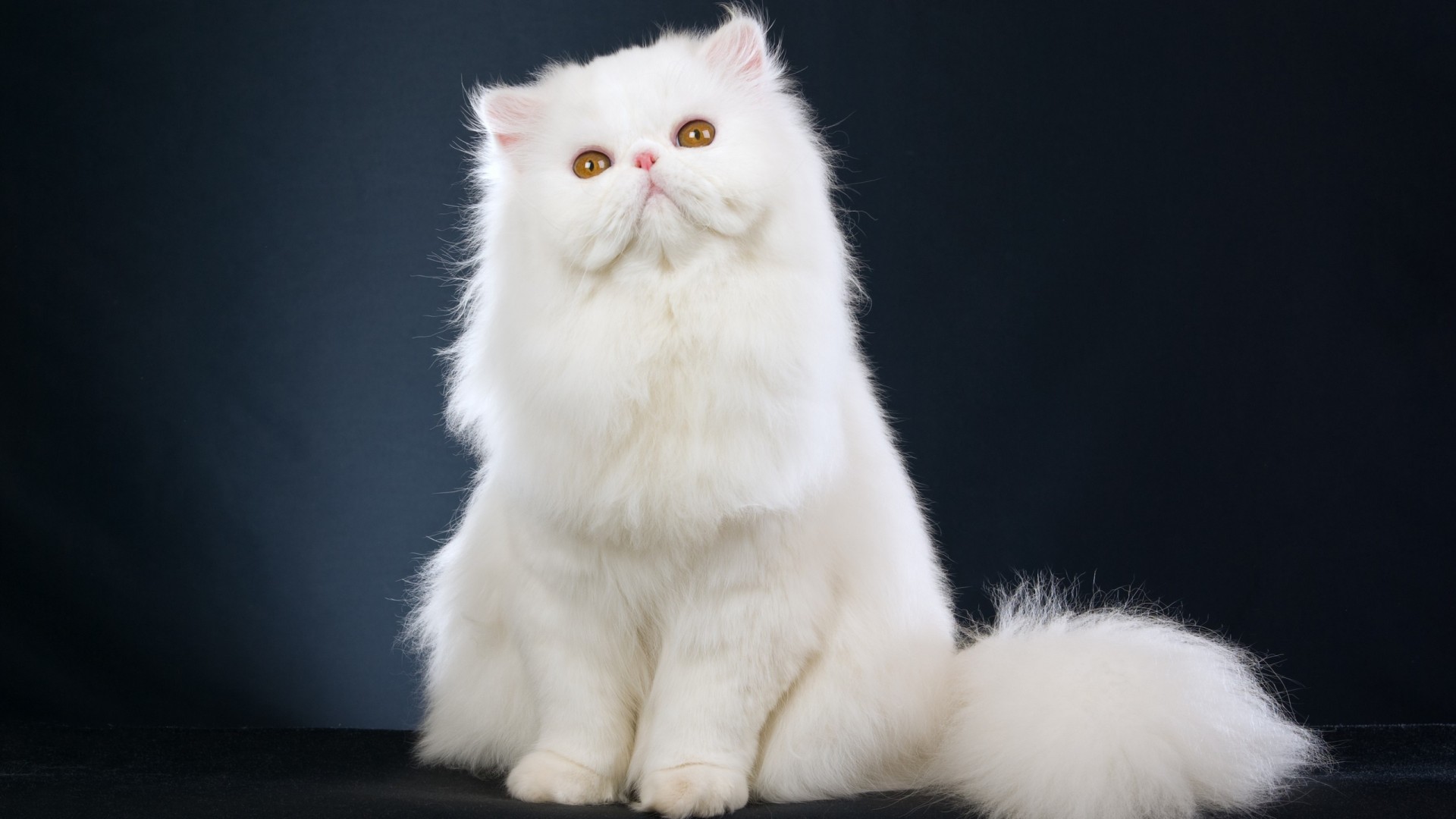 Persian Cat Wallpapers Group - Persian Cat Hd - HD Wallpaper 