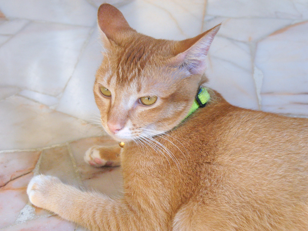 Arabian Mau - HD Wallpaper 