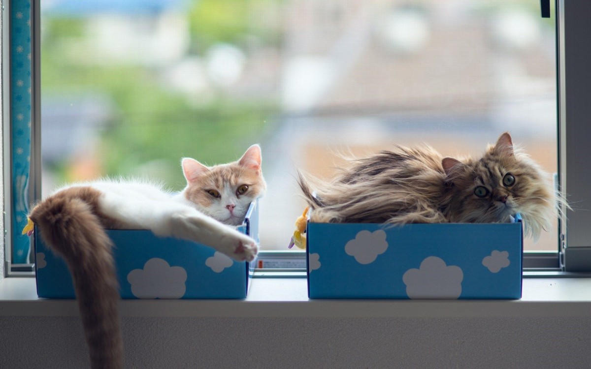 10 Gambar Kucing Lucu Wallpaper Iphone Dan Android - Cat In Box - HD Wallpaper 