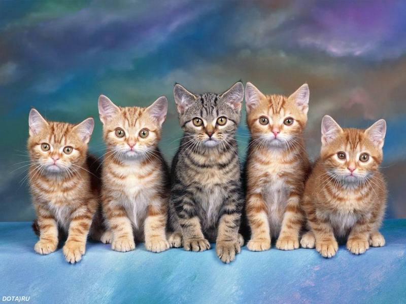 Kucing - Cats Sitting In Line - HD Wallpaper 