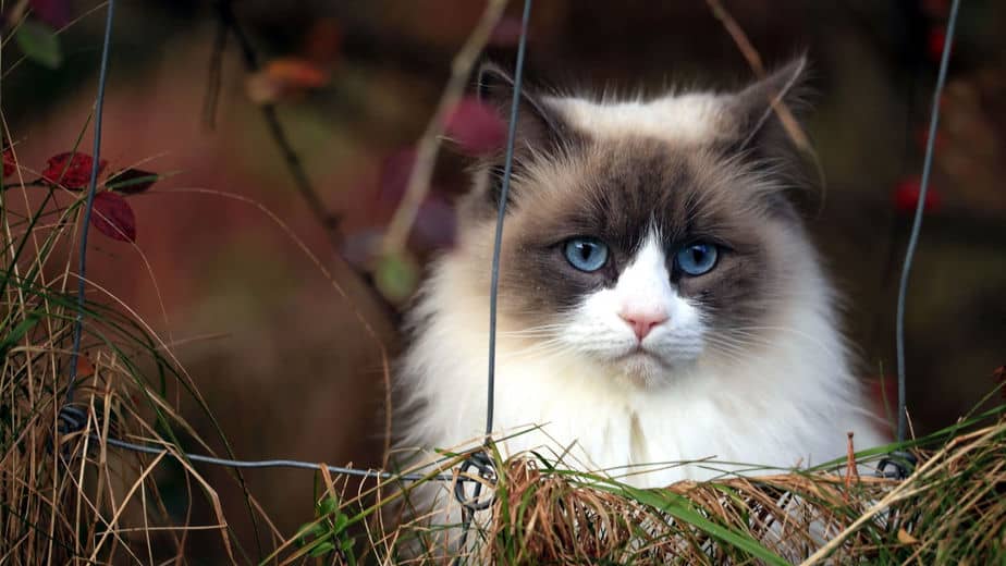 Norwegian Forest Cat Blue Eyes 924x520 Wallpaper teahub.io
