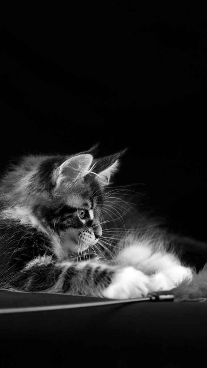 Kertas Dinding Telefon Bimbit - Hintergrundbilder Tiere Huawei 10 - HD Wallpaper 