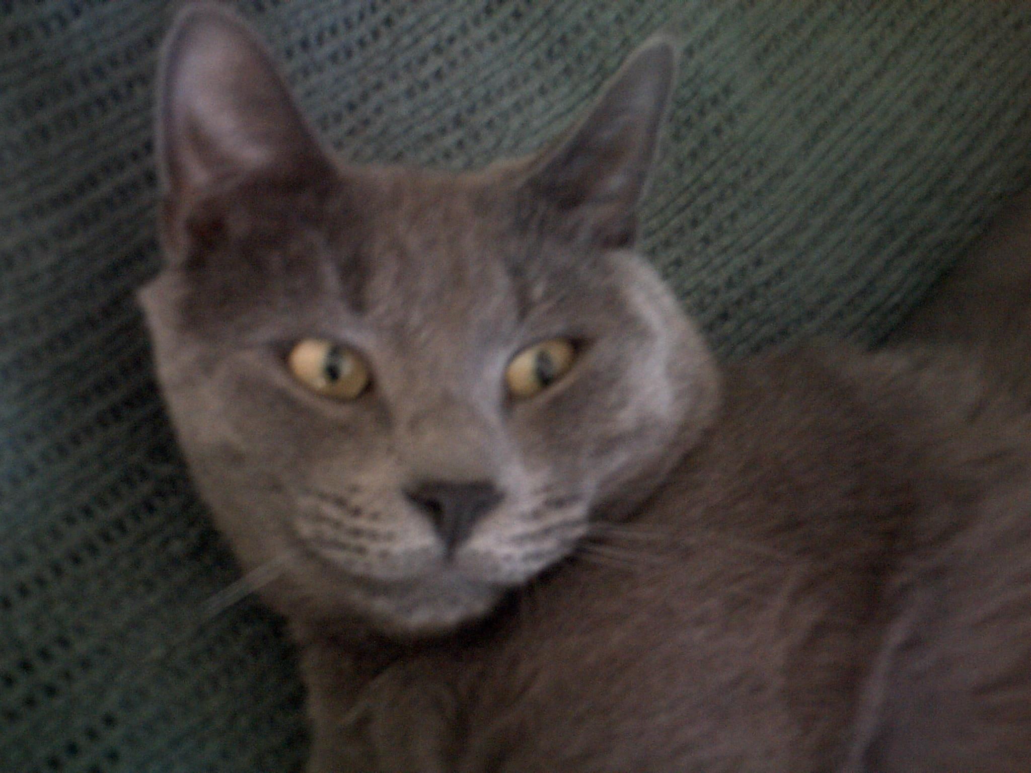 Korat - HD Wallpaper 