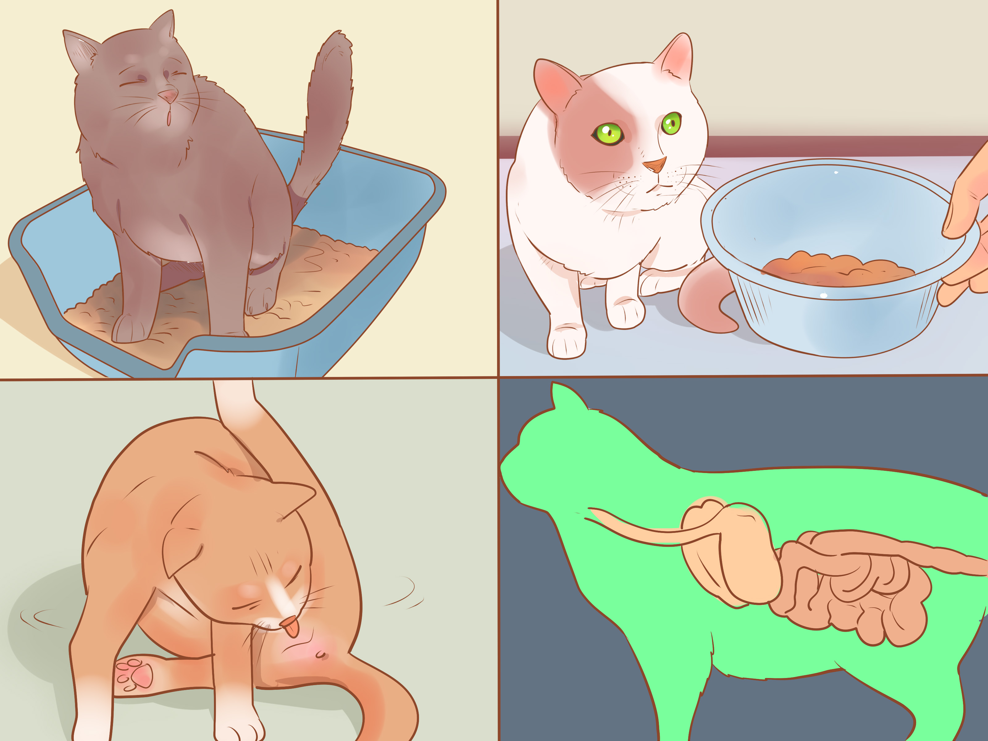 Gambar Berjudul Know If Your Cat Is Sick Step - Healthy Cat Gums V Unhealthy - HD Wallpaper 