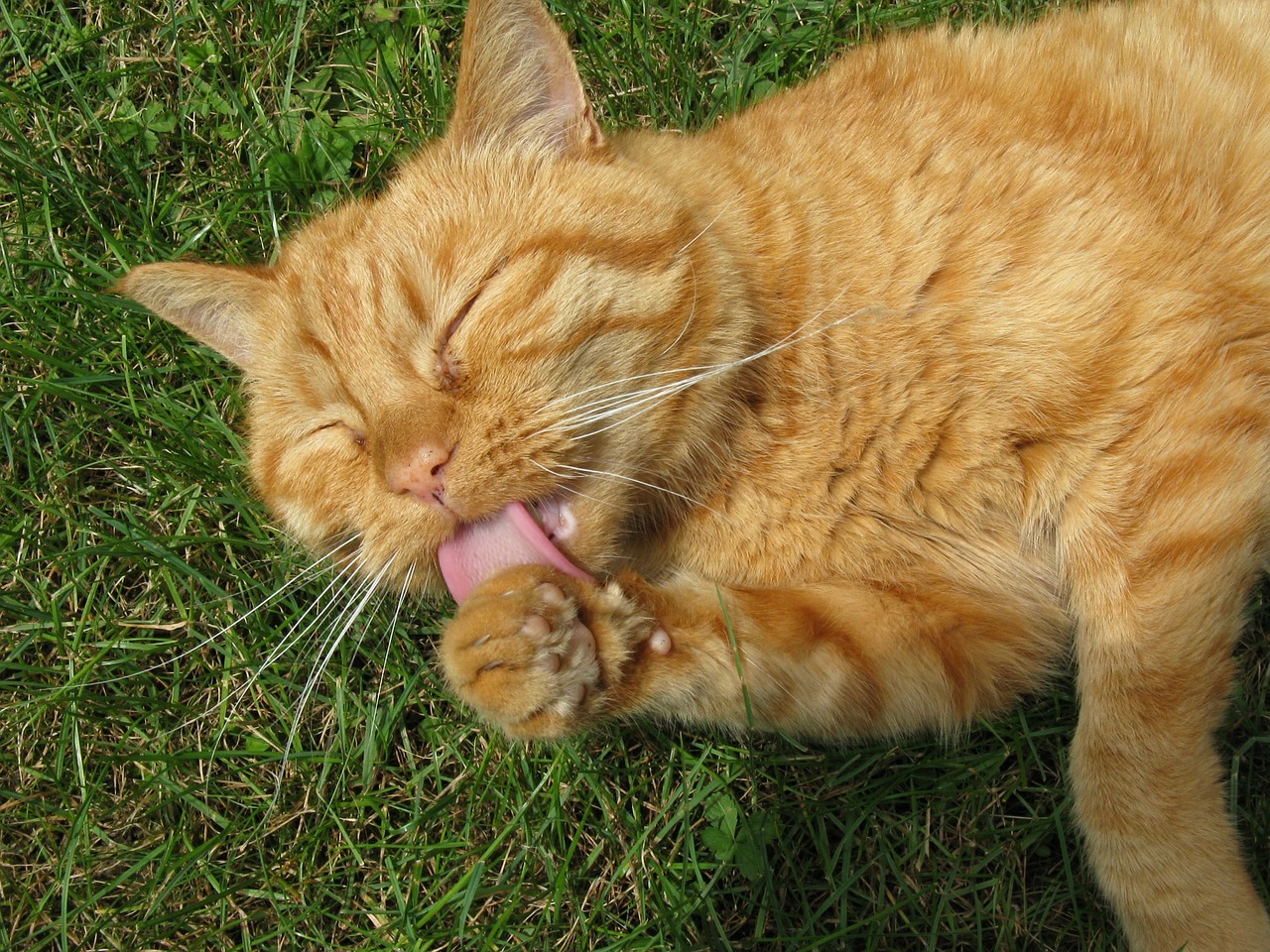 Cat-569270 - Gato Atigrado Naranja Pelo Corto - HD Wallpaper 