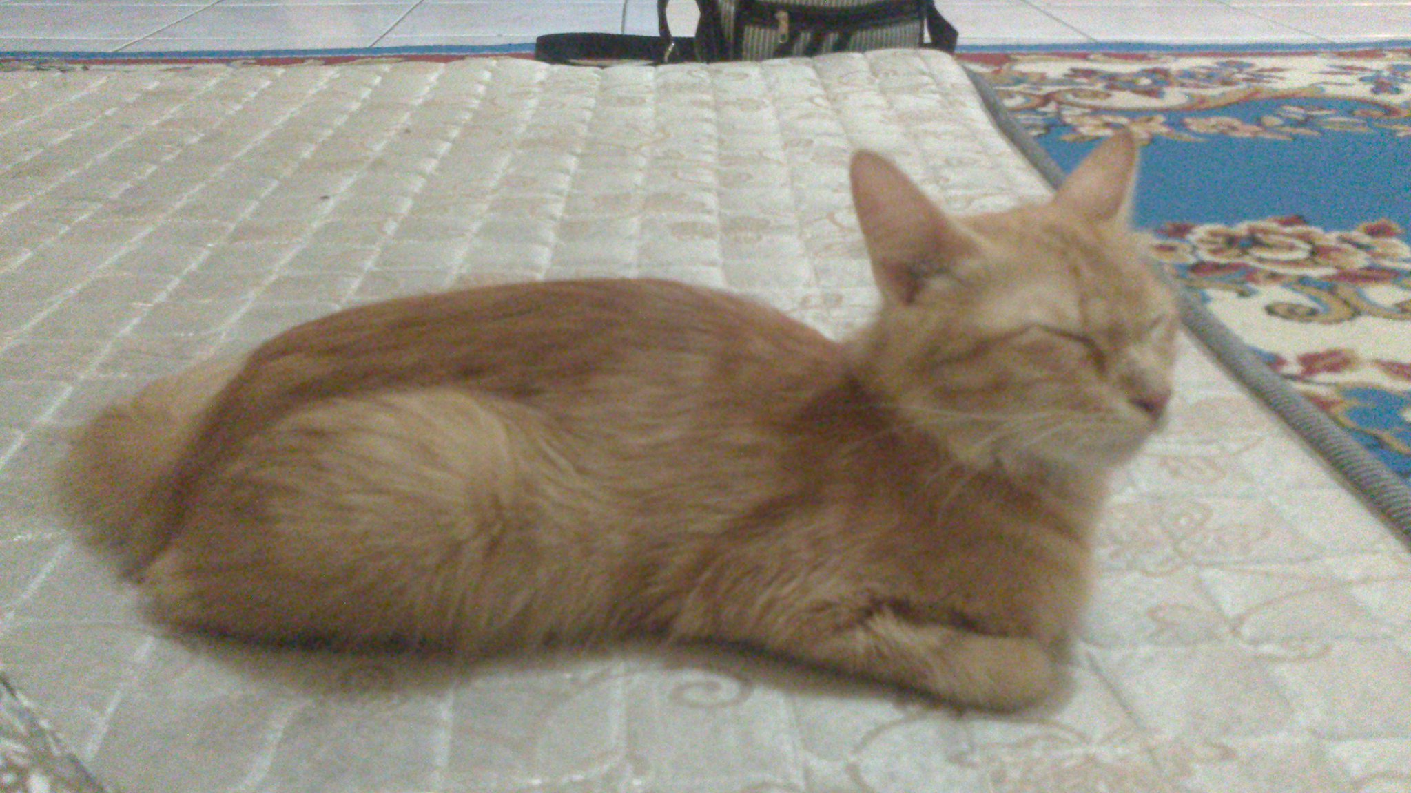 Arabian Mau - HD Wallpaper 