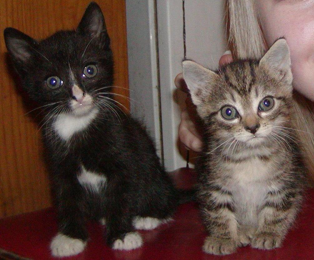 Cute Cats - HD Wallpaper 