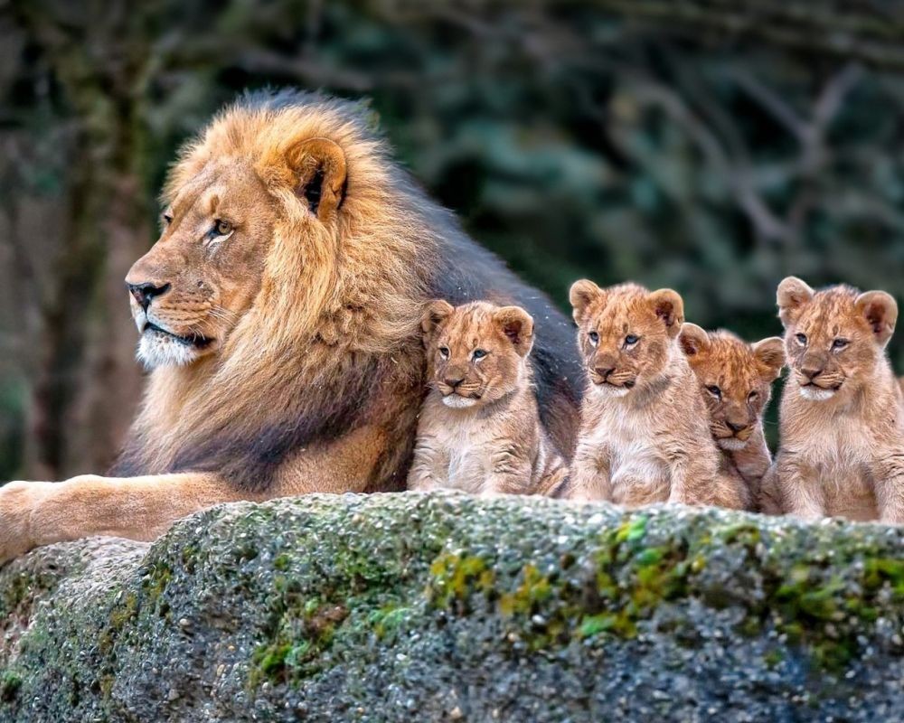 Meski Lucu Dan Gemas, Jangan Berpikir Untuk Memelihara - Lion And 3 Cubs - HD Wallpaper 