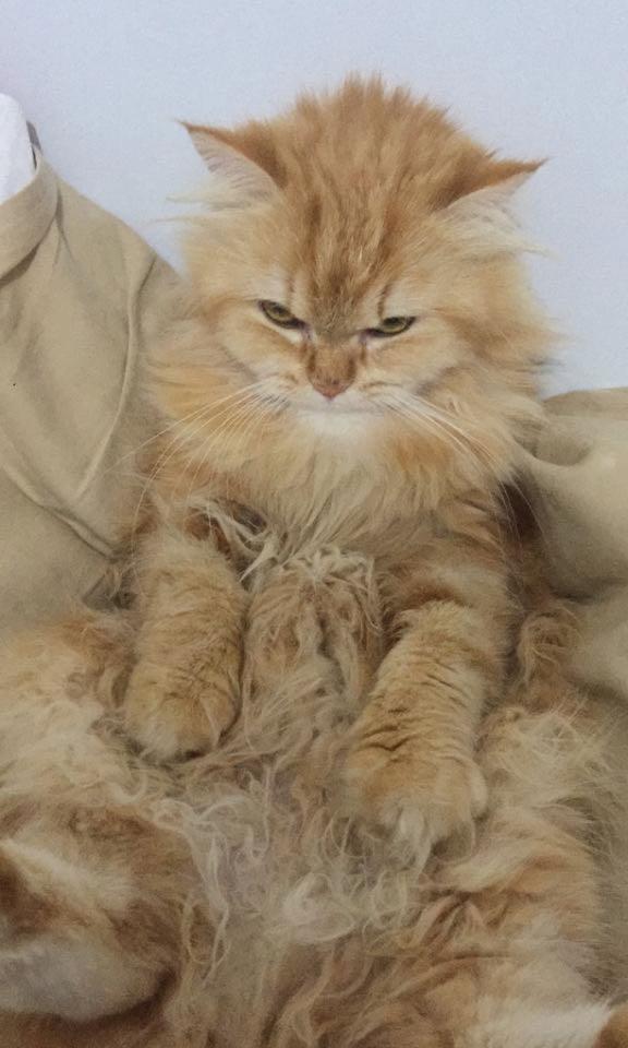 Domestic Long-haired Cat - HD Wallpaper 