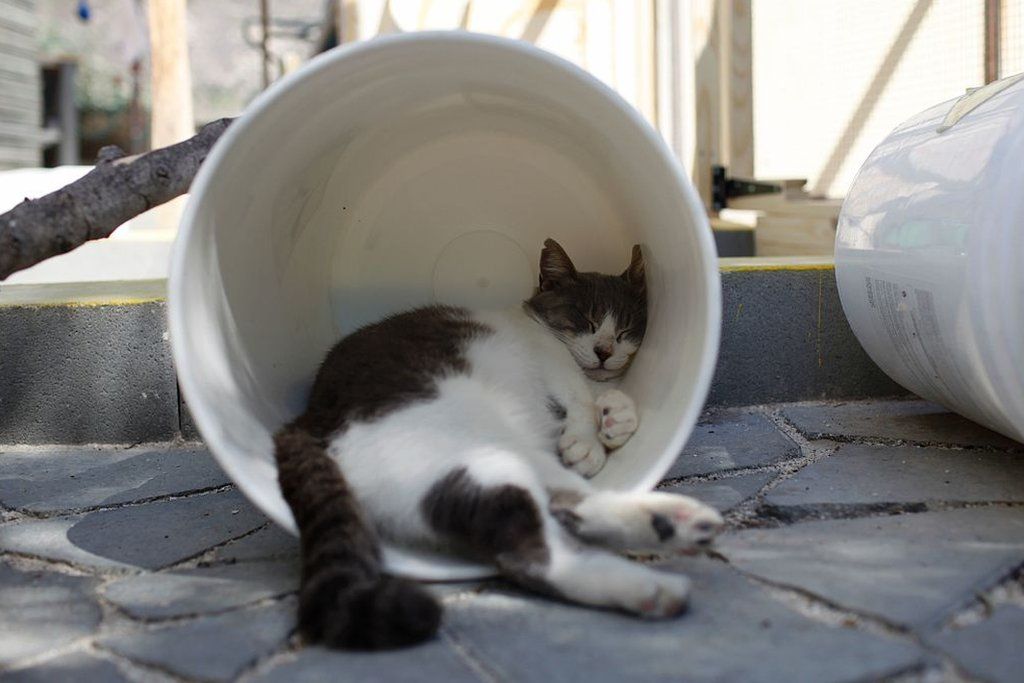 Kucing Tidur - Cyprus Cats - HD Wallpaper 