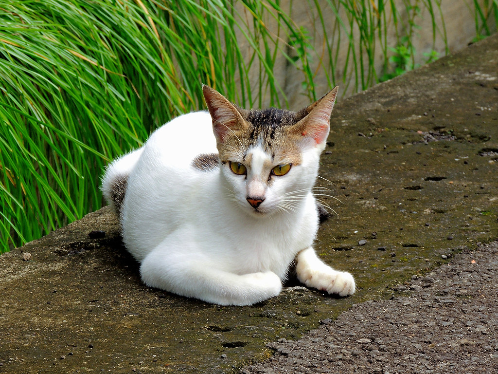 Domestic Short-haired Cat - HD Wallpaper 