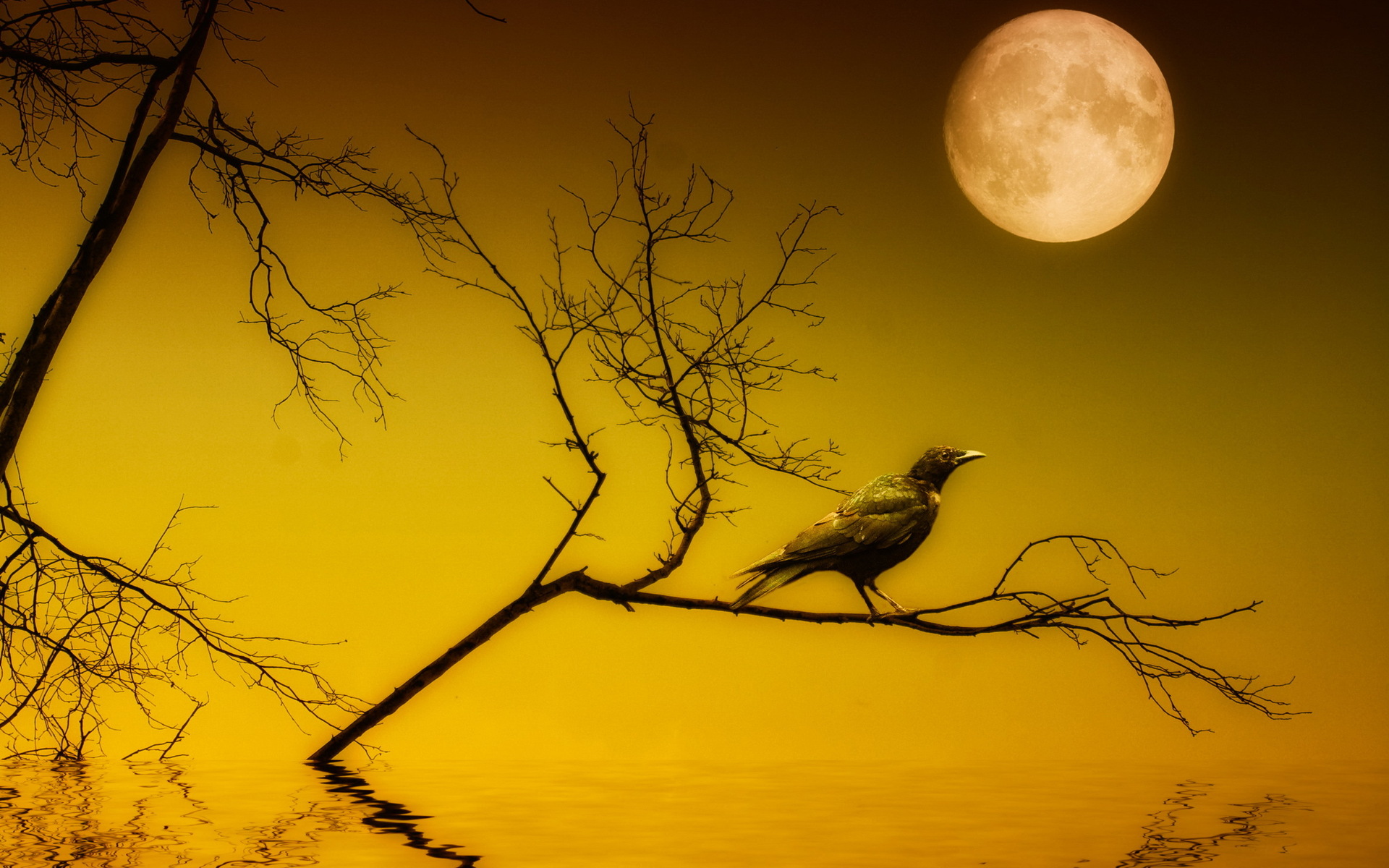 Full Moon With A Bird - HD Wallpaper 