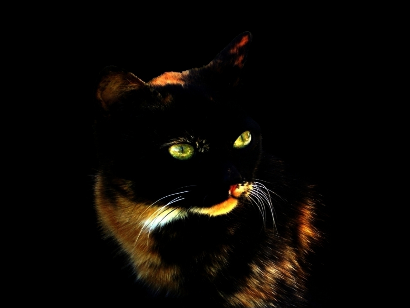 Cute Kitten - Gothic Beautiful Black Cat - HD Wallpaper 
