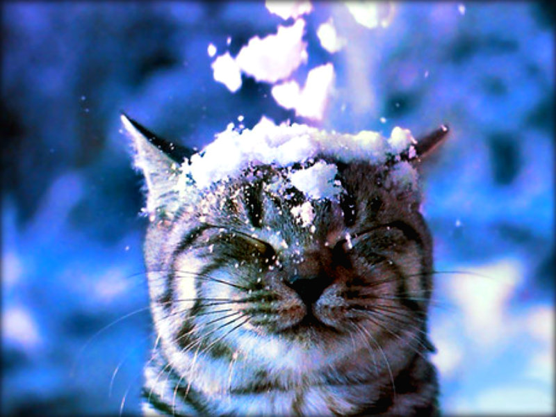 ★ Winter Kucing ☆ - Winter Cat In Snow - HD Wallpaper 