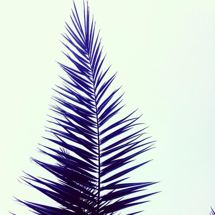 Colorado Spruce - HD Wallpaper 