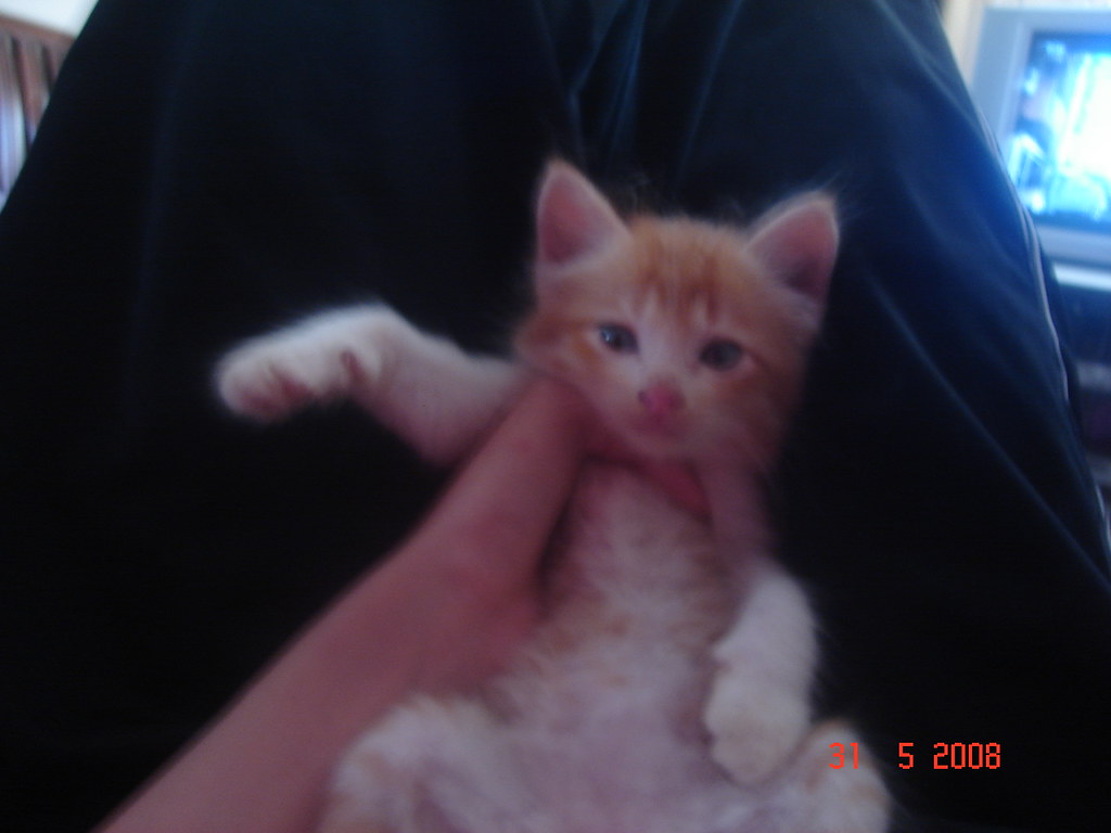 Kitten - HD Wallpaper 