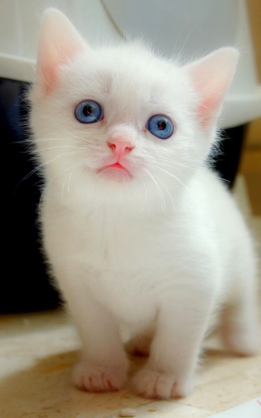 Blue Eyes White Kitten 1000x1600 Wallpaper Teahub Io