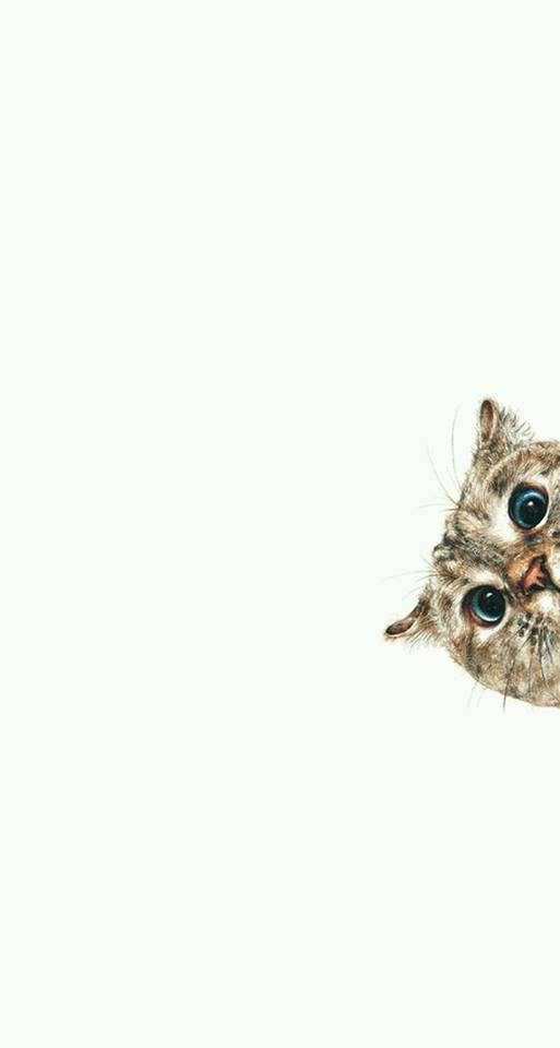 Cute Cat Peeking - HD Wallpaper 