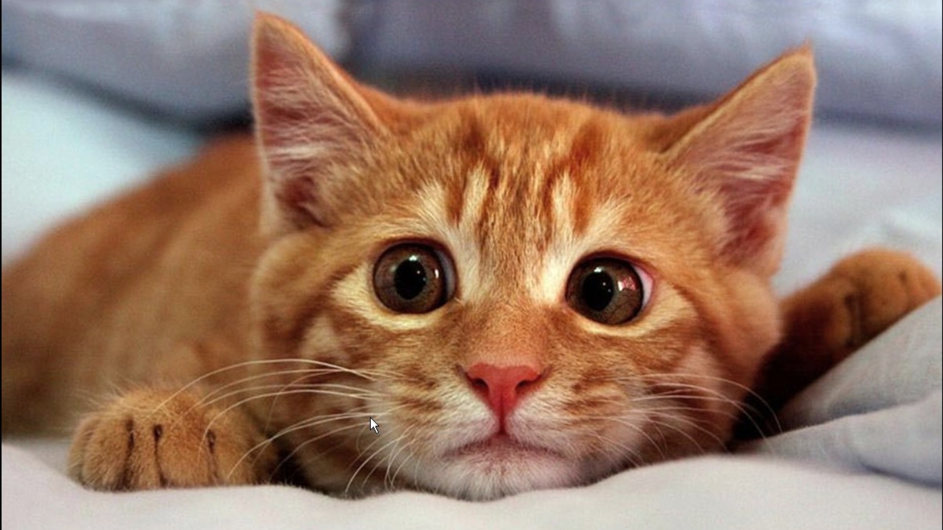 Funny Cat Wallpapers Picture Zabrdast
collection Of - Sad Orange Cat Face - HD Wallpaper 