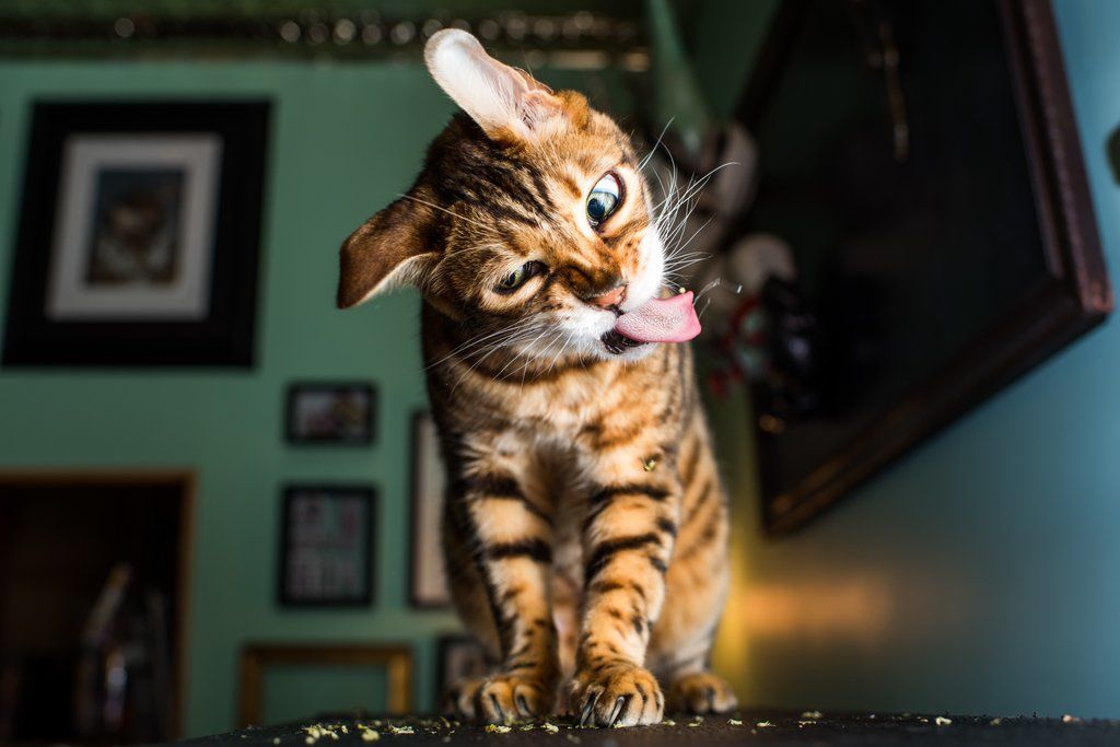 Penjelasan 16 Sifat Aneh Kucing Secara Ilmiah, Cat - Andrew Marttila Cats On Catnip - HD Wallpaper 