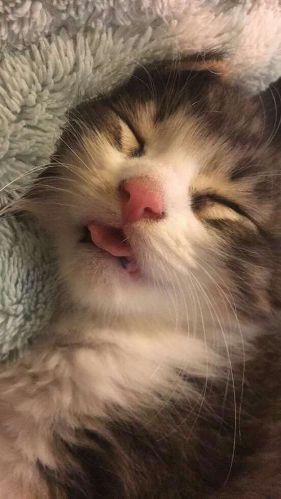 Cat - HD Wallpaper 