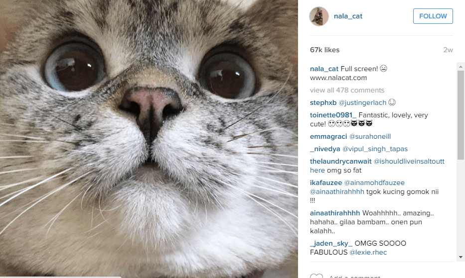 13 Kucing Lucu Yang Follower Instagram-nya Lebih Banyak - Kucing Terkenal Di Instagram - HD Wallpaper 