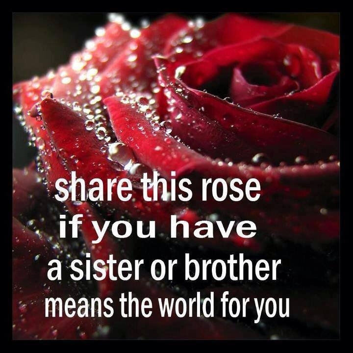 Brother And Sister Quotes - Beautiful Rose For My Sister - HD Wallpaper 