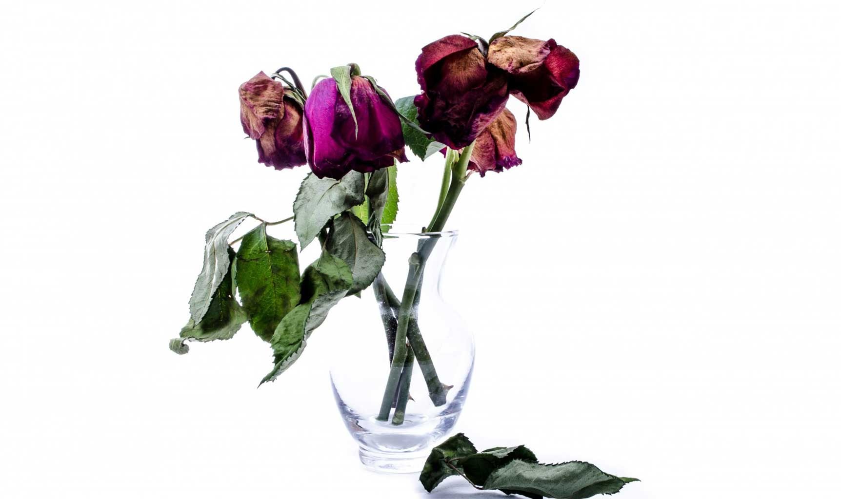 Love That Went Wrong - HD Wallpaper 