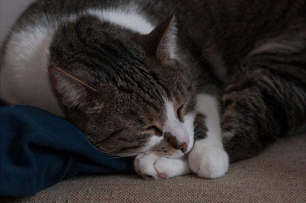 Kucing Tidur - Kucing Tidur Di Luar - HD Wallpaper 