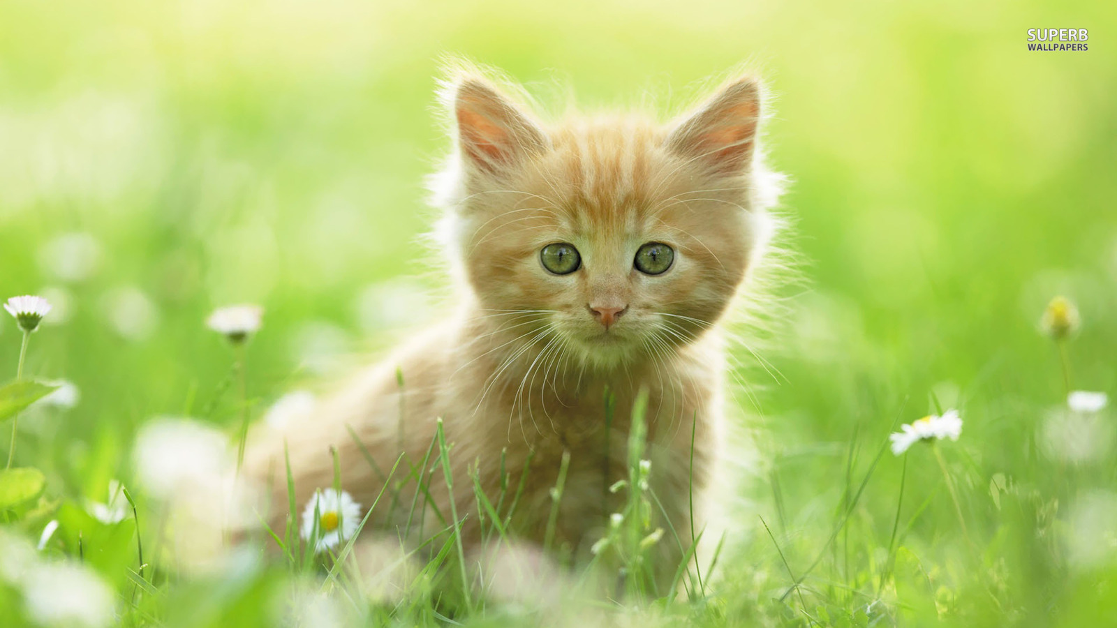 Sweet Kitten - Kitten In The Grass - HD Wallpaper 