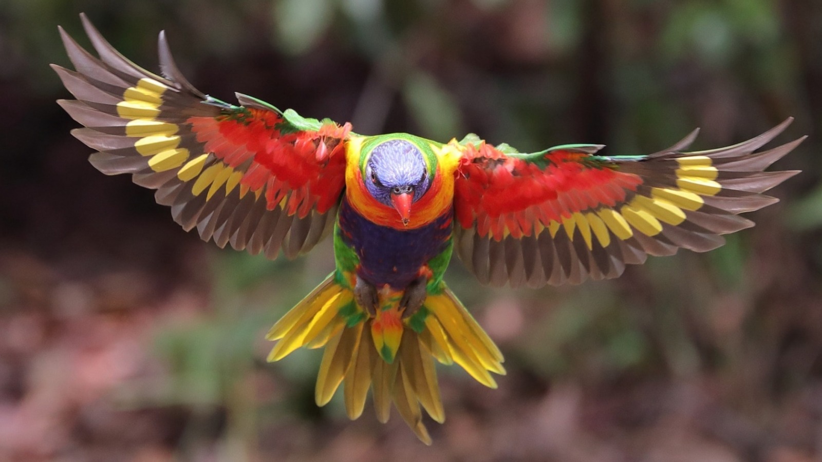 Bird - Loriini - HD Wallpaper 