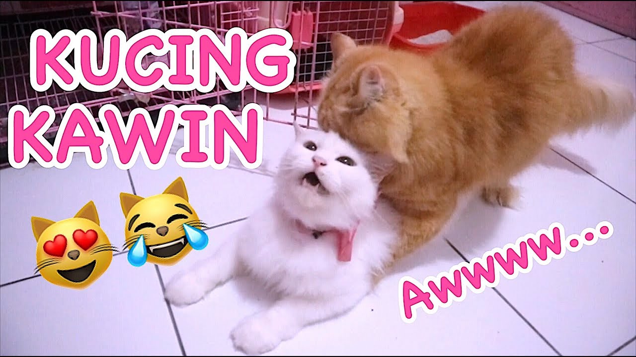 Kucing Kawin Lucu - HD Wallpaper 
