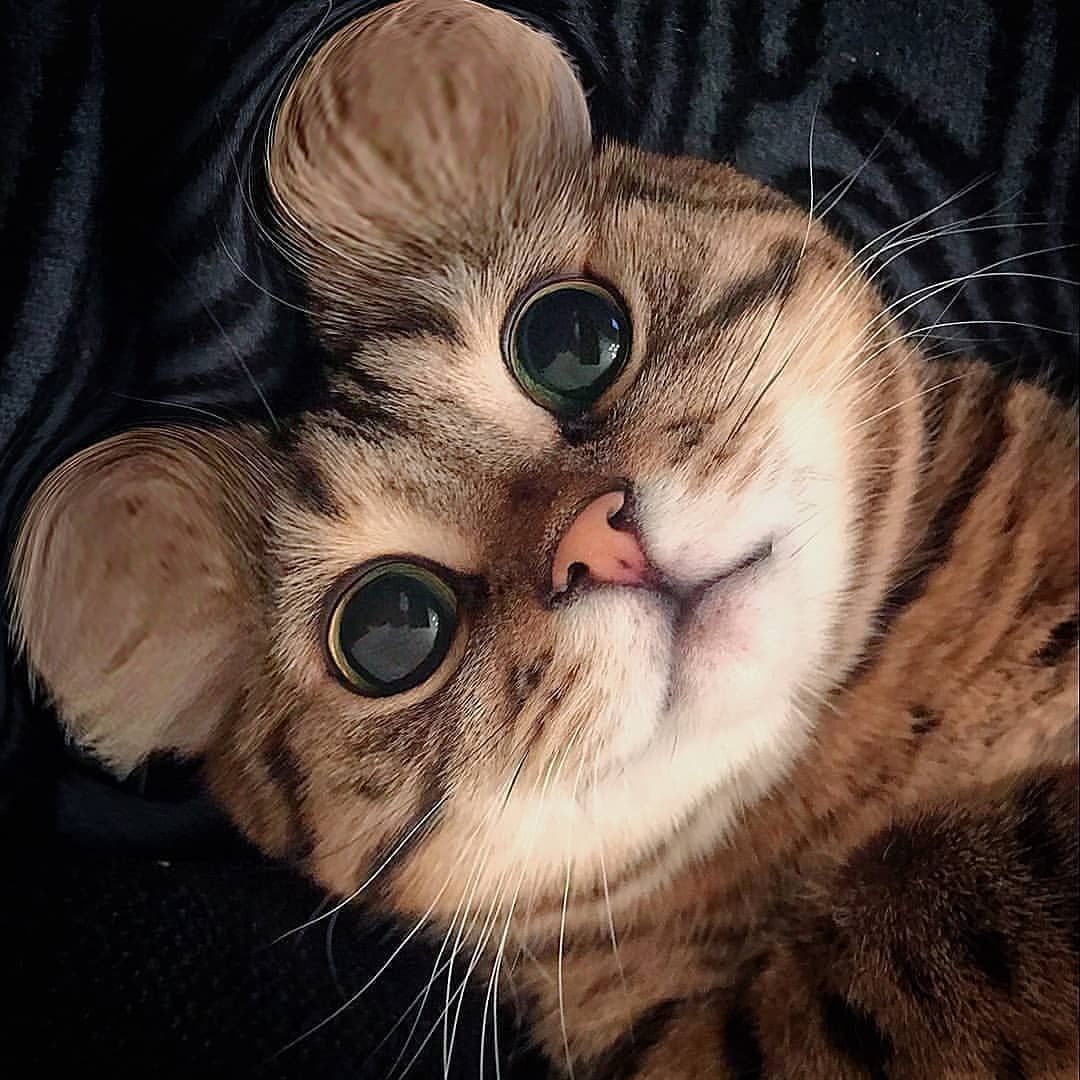 Cute Cats 1080x1080 Wallpaper Teahub Io